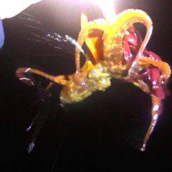 湾内タコだらけ、コウイカ、メバルカサゴは型がよくなってきました